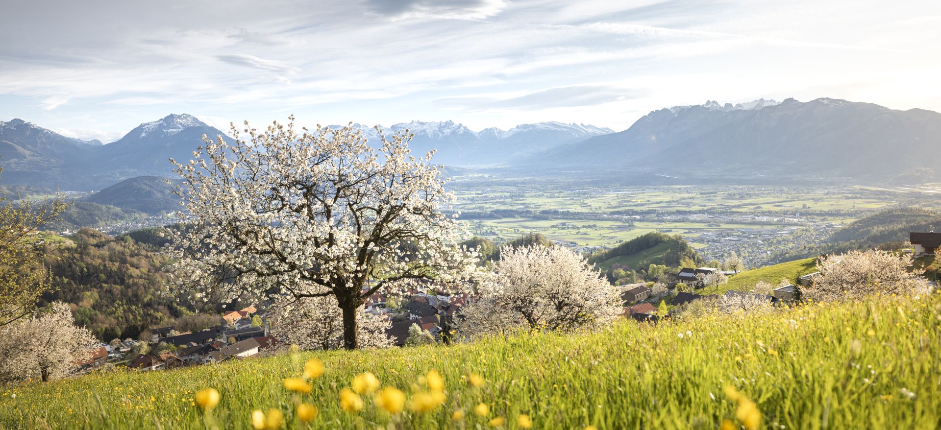 Fraxern Kirschblüte (c) Lucas Tiefenthaler - Vorarlberg Tourismus