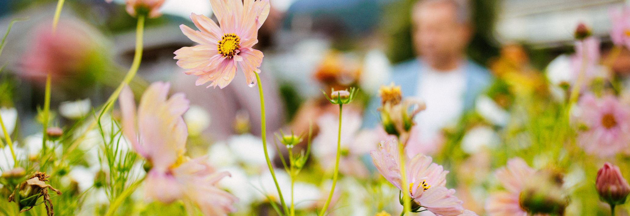 Blumen Kopf und Firmament Blumen Kopf und Firmament